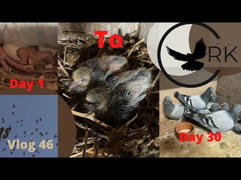 How a Baby pigeon grows from day to day, day 1 to Day 30 Vlog #46