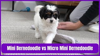 Mini Bernedoodle Vs Micro Mini Bernedoodles  What Is A Micro Mini Bernedoodle?