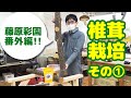 【藤原彩園 再生プロジェクト番外編】椎茸栽培に挑戦!!原木に種を植えます