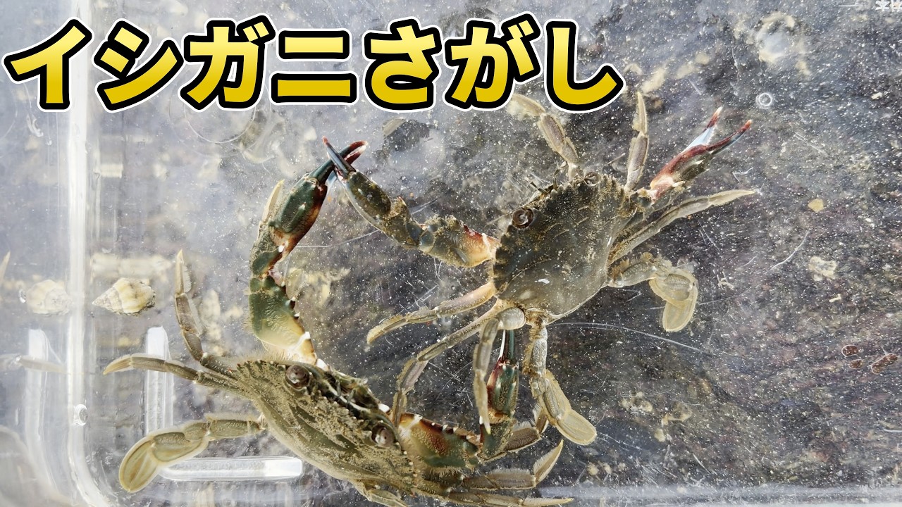 XJRの激鳴きイノガニタイプ新品　フランジ付き！ワルツ音職人ガニブレ♪旧車會！ YouTube