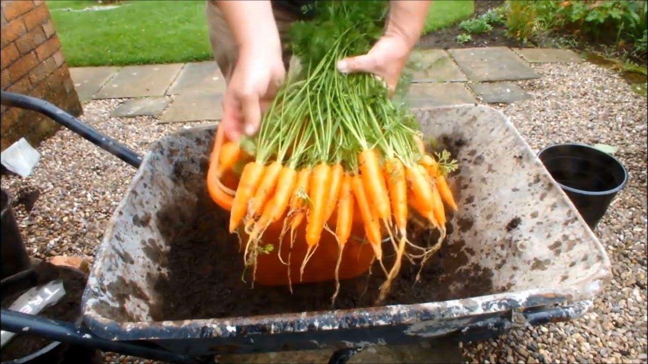 Grow Carrots at home in small buckets BUCKET No 2 OF 5 carrot reveal