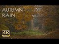 4K HDR Autumn Rain - Relaxing Rain Sounds on Forest Foliage - UHD Nature Video