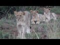 Inquisitive Lion cubs - Tamboti Bush Lodge - Dinokeng Reserve