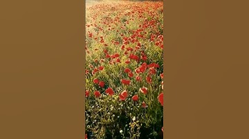 القرآن الكريم/سورة النجم بصوت الحاج عامر الكاظمي//اللهم صلى وسلم على سيدنا محمد