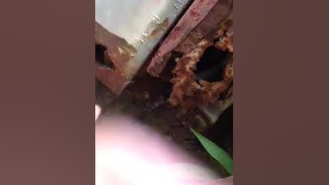 61 Chevrolet apache 10 part 2