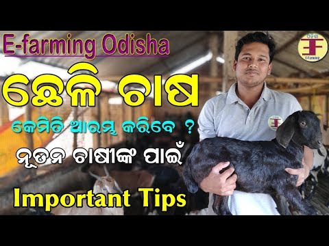 How to start goat farming in odisha(Important Tips).