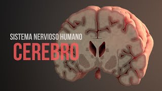 Sistema nervioso humano (Parte 2)  Cerebro (Animación)