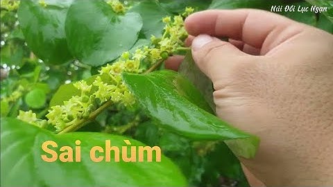 Táo Xuân Sai Xúc Xiểng, Táo Đài Đang Hoa l Núi Đồi Lục Ngạn