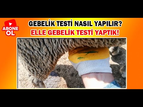 Video: Personel denetimi Tanımı, türleri, yöntemleri, görevleri ve hedefleri