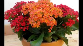 El padre Mundina sobre...kalanchoe blossfeldiana