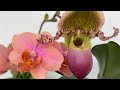 Орхидеи. Новые орхидеи , и цветение!😘