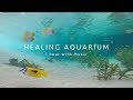 【HEALING AQUARIUM 1 hour BGV】癒しのアクアリウム 1時間 水中音・音楽有