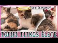 $ TOFIFI TITKOS ÉLETE 🐱🙀 $