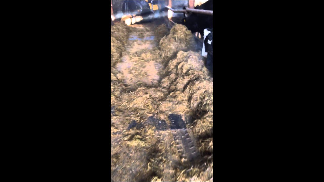 Feeding the cows with the pusher