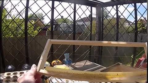 langstroth starter strip