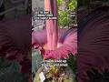 Visitors line up to see and smell a corpse flower’s stinking bloom in San Francisco