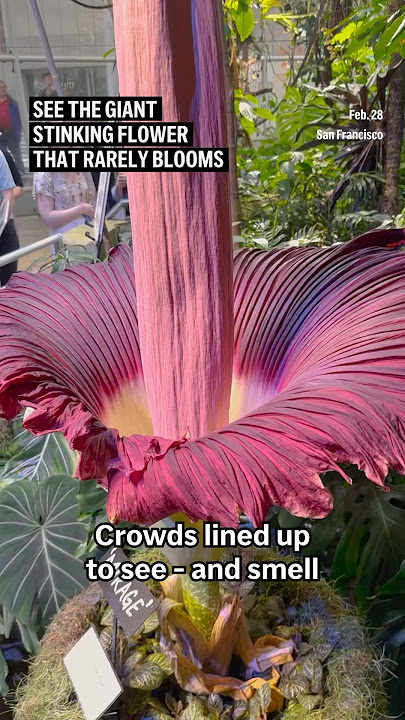 Visitors line up to see and smell a corpse flower’s stinking bloom in San Francisco