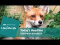 Gaspard the friendly fox: Lingohack