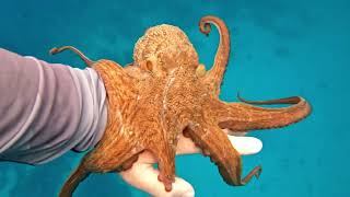 A Very Friendly Octopus
