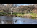 Great Blue Heron - 2 - Arnold Arboretum - Большая голубая цапля - 22-April-2022 (IMG 6255 Trim)