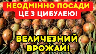 Саджаю це БІЛЯ ЦИБУЛЬКИ! Маю багатий, соковитий врожай без шкідників!