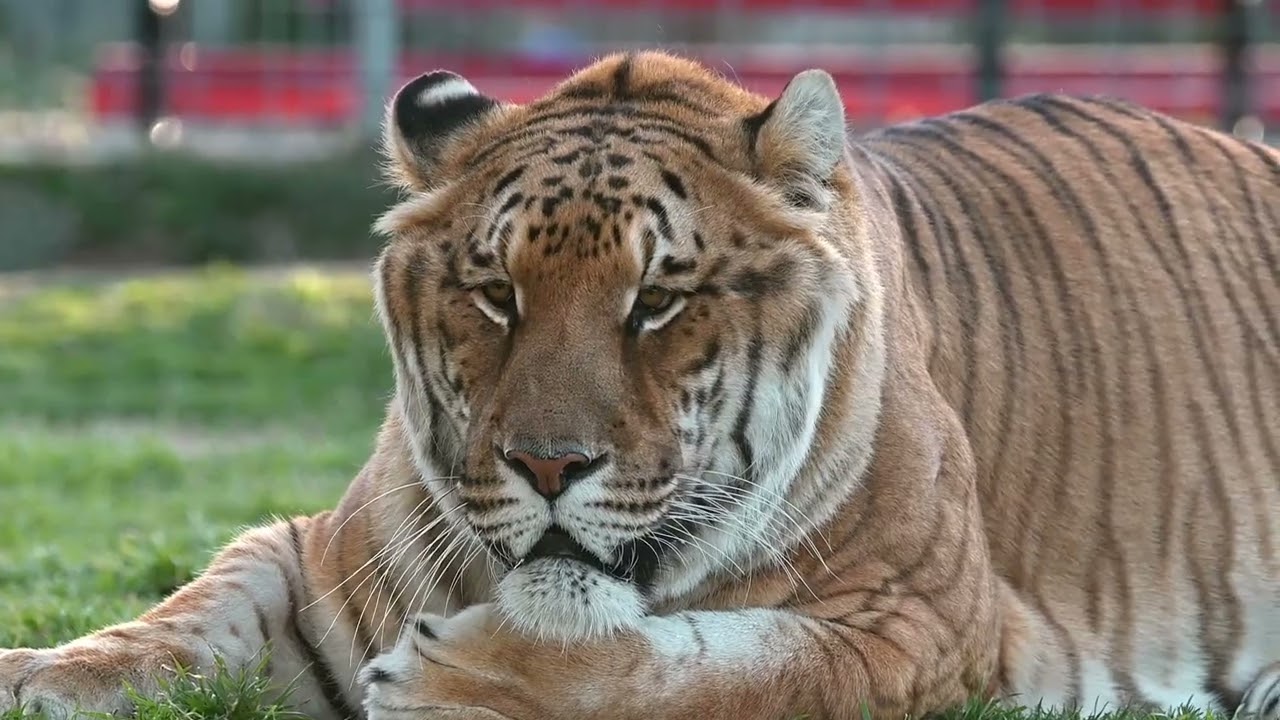 Tiliger Ti Liger Information