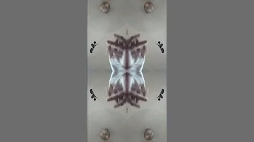 4 Side Video 