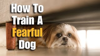 How To Train A Fearful Dog