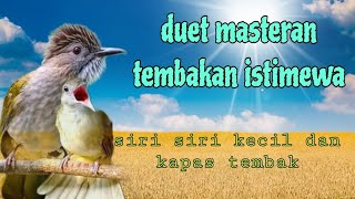 Duet masteran tembakan istimewa ❗ siri siri kecil dan kapas tembak 🔥