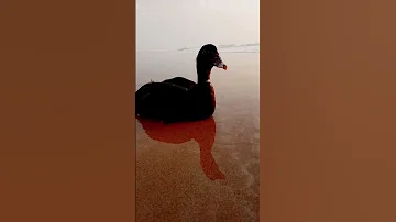 اولد عمي قلبي خرج 