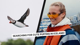 PUFFINS IN REYKJAVIK: SEARCHING FOR THE CUTEST BIRDS IN ICELAND