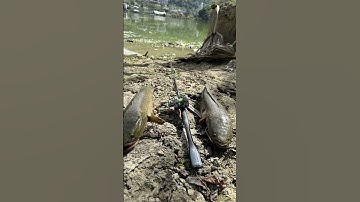 Câu cá lóc. Nhái hơi. F45s. Tnt lure #manhraufishing #caucaloc #fishing #lure #cauca #tntlure