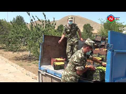 Şahbuz rayonundakı hərbi hissəyə 4 ton meyvə verilib