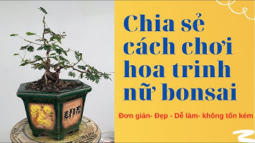 Chia sẻ cách trồng và uốn hoa trinh nữ bonsai