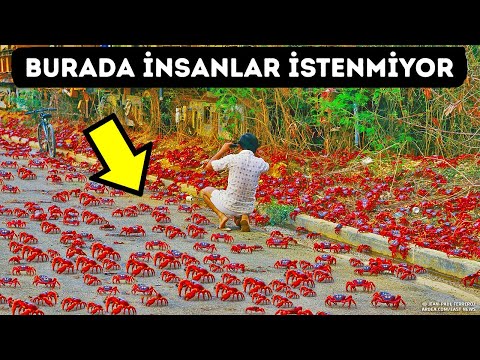 Video: Hermit Yengeç İsimleri için 100+ Harika Fikir (Kabarcıklardan Dalgaya)