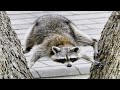 Animals Doing Funny Things 😂 Best of Video 2024