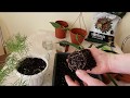 Как посадить цветок в горшок (аспарагус, драцена, гибискус)