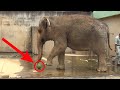 How Do Elephants Eat Watermelon - Elephants Devours Watermelon