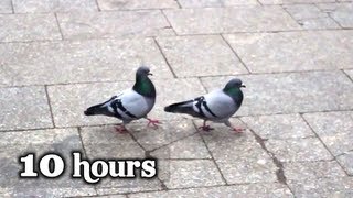 Pigeons - 10 hours of \