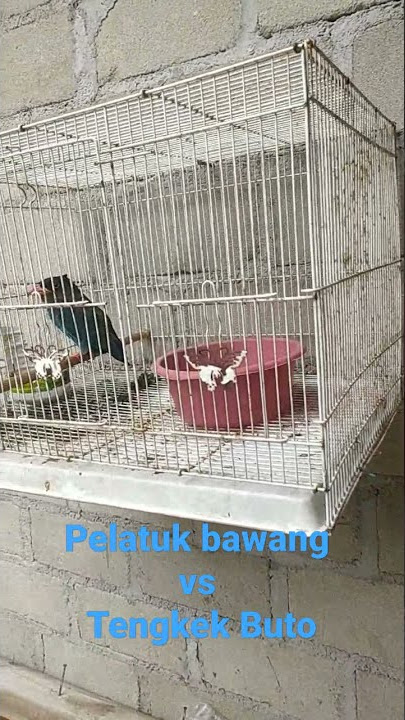 Pelatuk Bawang VS Tengkek Buto