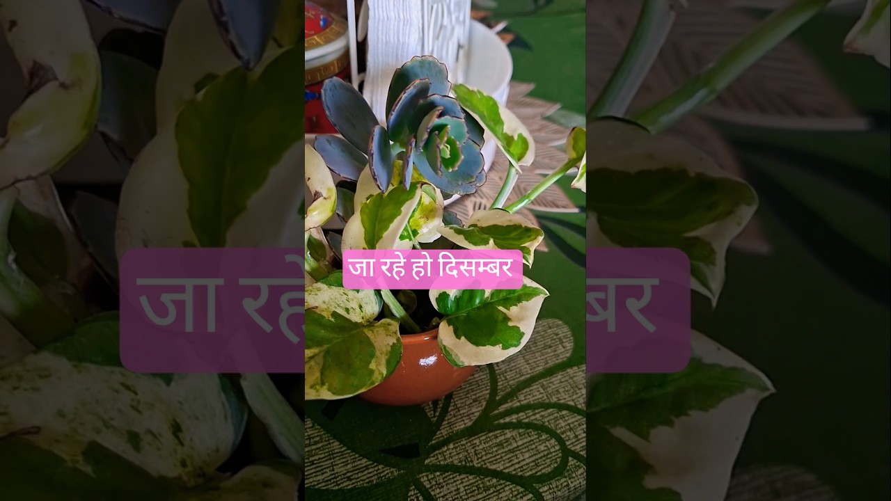 जा रहे हो दिसम्बर 2025😳