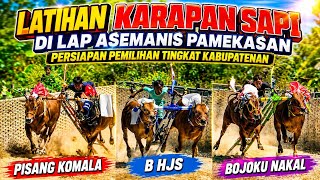 Karapan Sapi Practice at Asemanis Field, Pamekasan: Preparing for the Regency-Level Selection