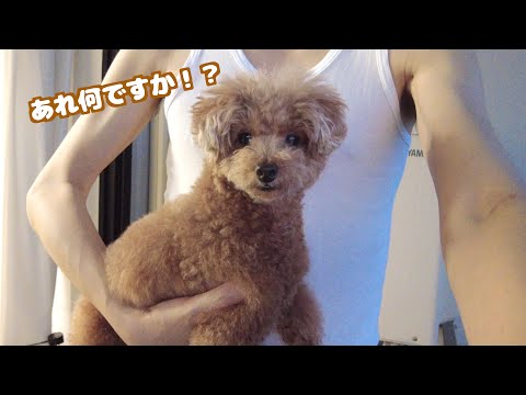 生まれて初めて見る打ち上げ花火に目をまん丸にして魅了された兄犬がこちら
