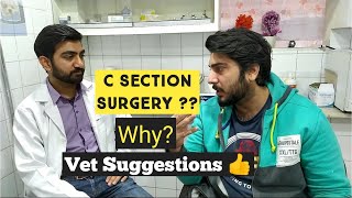 CESAREAN Section in Cat's & Dogs | My Cat not delivering her Kitten