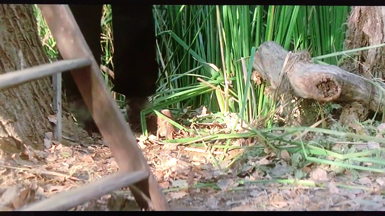 Don’t Be Chickenshit!