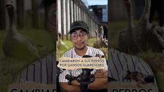 CAMBIARON A LOS PERROS POR GANSOS GUARDIANES #datoscuriosos #sabiasque #animales #gansos