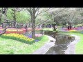 昭和記念公園のチューリップ　　The tulip of a Showa commemoration park