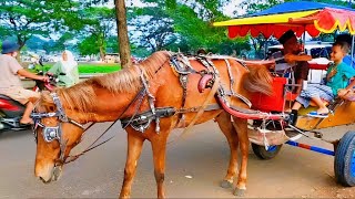 Kuda||Naik Delman istimewa||Lagu Anak Indonesia populer||Cocomelon||Lagu Anak Balita