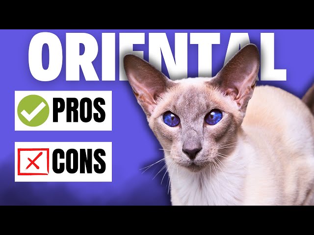 Adorable Short Hair Asian Cats: Ultimate Guide 3 sddefault