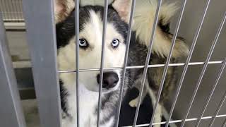 acs A672834